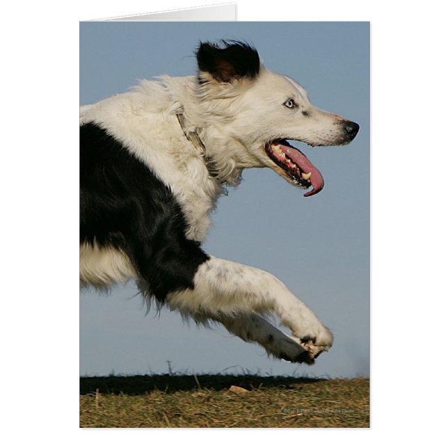 Gräns Collie Running 2 Hälsningskort (Framsidan)