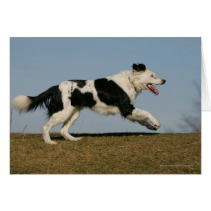 Gräns Collie Running 2 Hälsningskort