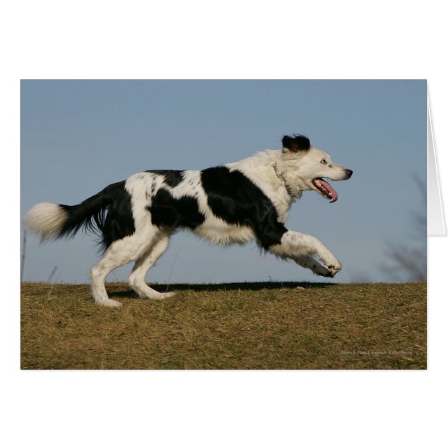 Gräns Collie Running 2 Hälsningskort (Framsidan Horizontal)