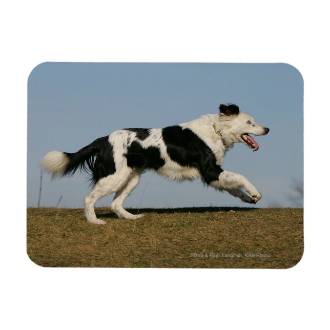 Gräns Collie Running 2 Magnet (Horisontell)