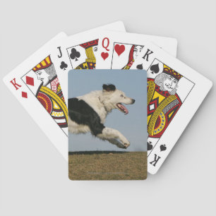 Gräns Collie Running 2 Spel Kort