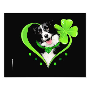 Gräns Collie Shamrock Heart Fototryck