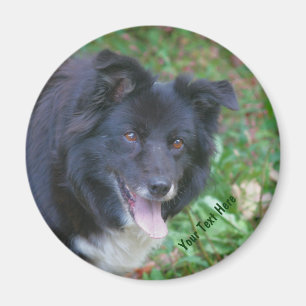 Gräns Collie Smiling Cute Hund Magnet