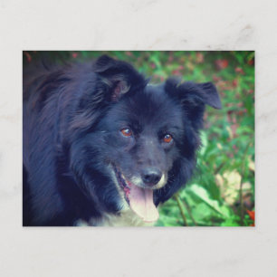 Gräns Collie Smiling Cute Hund Vykort