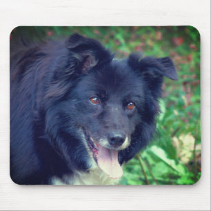 Gräns Collie Smiling Musmatta