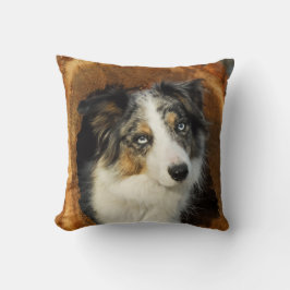 Gräns Collie söt hund Kudde