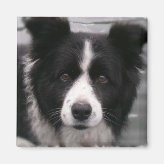 Gräns Collie Square Magnet (Framsidan)