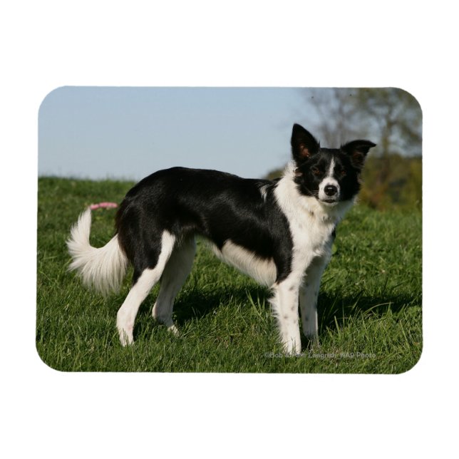Gräns Collie Ständiga Magnet (Horisontell)