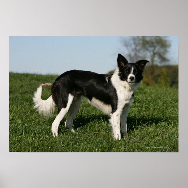Gräns Collie Ständiga Poster (Framsidan)