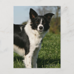 Gräns Collie Ständiga Vykort