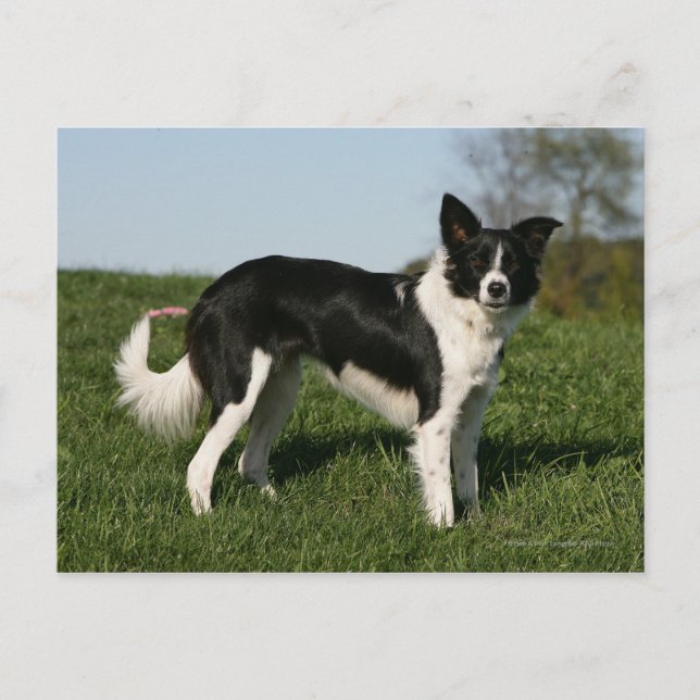 Gräns Collie Ständiga Vykort (Framsida)