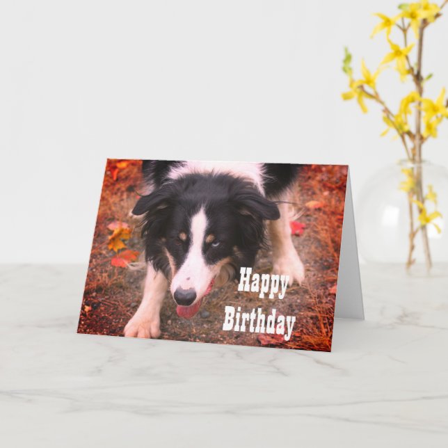 Gräns Collie Stare Hund Birthday Card Kort (Gul blomma)