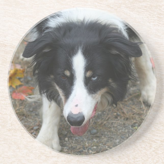 Gräns Collie Stare Hund Drink Underlägg (Framsidan)