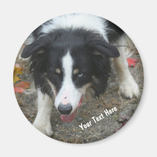 Gräns Collie Stare Hund Magnet