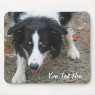 Gräns Collie Stare Hund Mousepad Musmatta