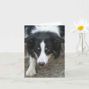 Gräns Collie Stare Hund Personlig Note Kort