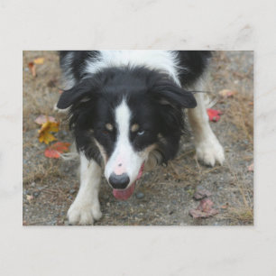 Gräns Collie Stare Hund vykort