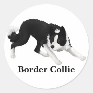 Gräns Collie Stare Runt Klistermärke