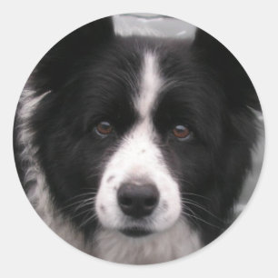Gräns Collie Sticker Runt Klistermärke