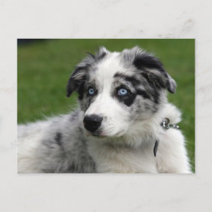 gräns Collie valp Vykort