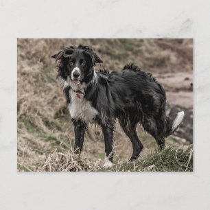 Gräns Collie vykort