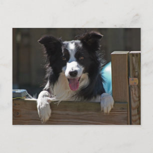 gräns collie vykort