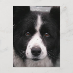 Gräns Collie vykort