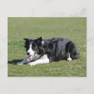 Gräns Collie Vykort
