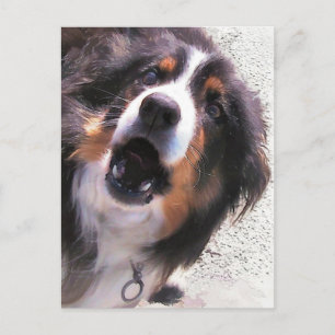 GRÄNS COLLIE VYKORT