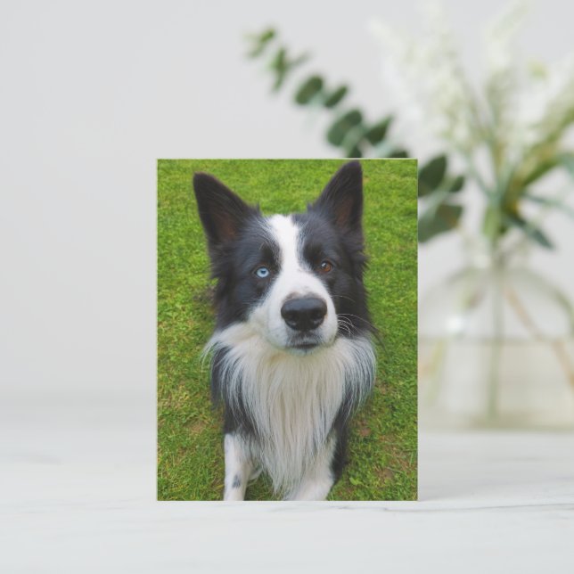 Gräns Collie Vykort (Stående Fram)
