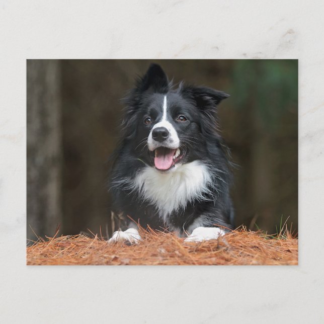 gräns collie vykort (Framsida)