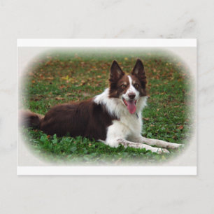 Gräns Collie Vykort