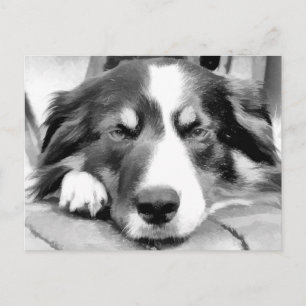 GRÄNS COLLIE VYKORT