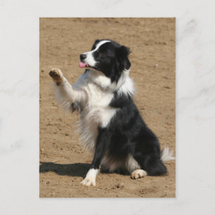 gräns collie vykort