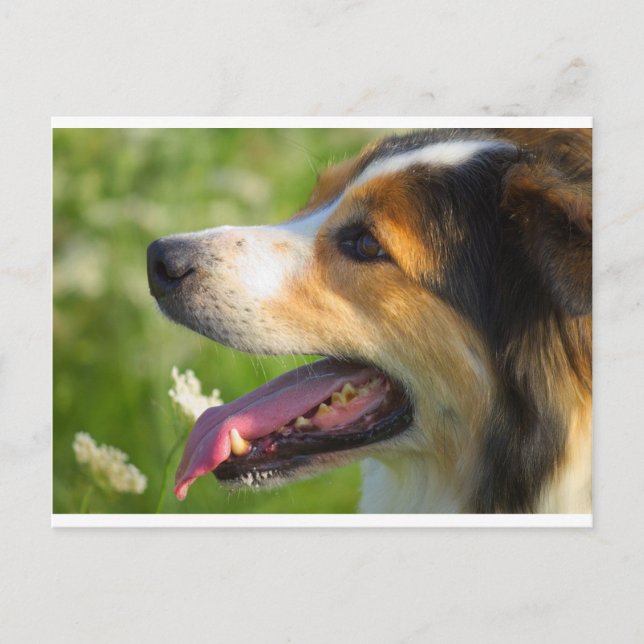 Gräns Collie Vykort (Framsida)