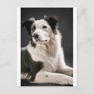 Gräns collie vykort