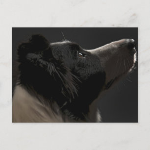 Gräns collie vykort