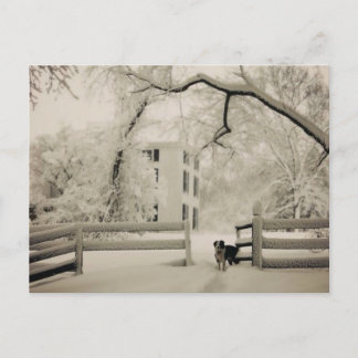 Gräns collie vykort