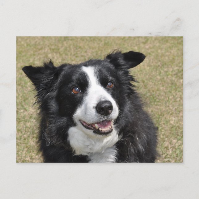 Gräns Collie Vykort (Framsida)