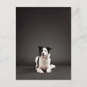 Gräns collie vykort