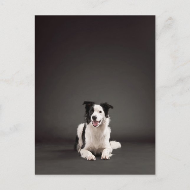 Gräns collie vykort (Framsida)