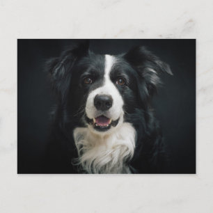 gräns-collie vykort