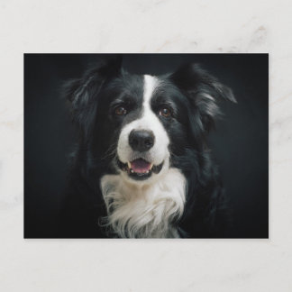 gräns-collie vykort