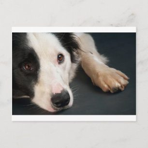 Gräns collie vykort
