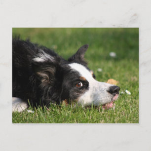 gräns collie vykort