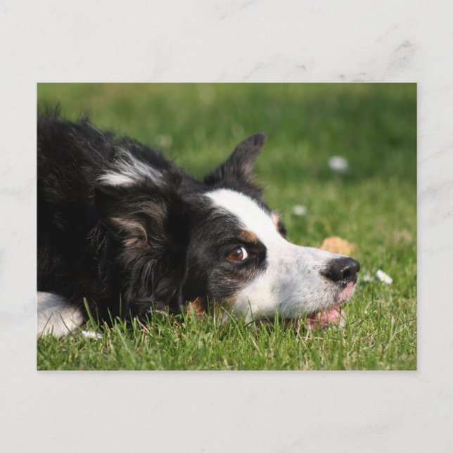 gräns collie vykort (Framsida)