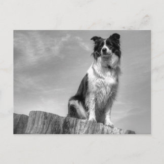 Gräns Collie Watching från Träd Trunk Vykort