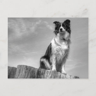 Gräns Collie Watching från Träd Trunk Vykort