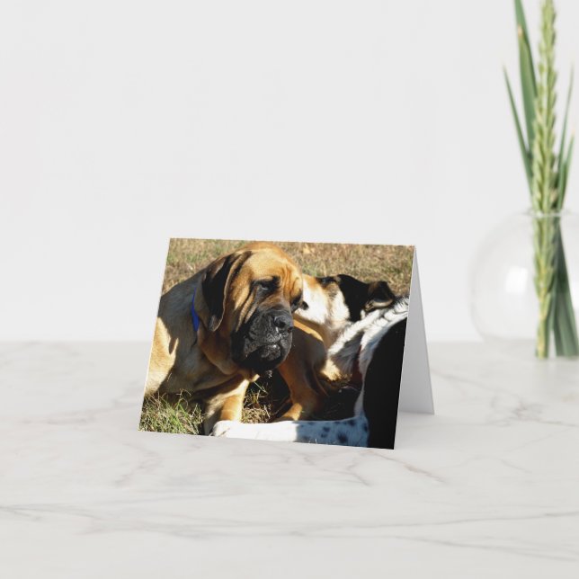 Gräns Collie with Nose in English Mastiff's Öar Kort (Framsida)