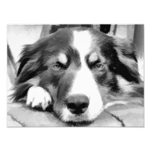 GRÄNS COLLIES FOTOTRYCK